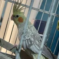 عروس هلندی و مرغ عشق|پرنده|قوچان, |دیوار