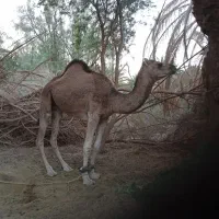 شتر فروشی ۴سال هست