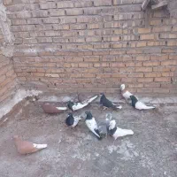 کبوتر|پرنده|خرمشهر, |دیوار