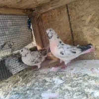 کبوتر پرشی(گرو)|پرنده|شاهین‌شهر, شهرک گلدیس|دیوار
