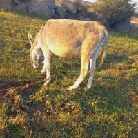 خر ماده|حیوانات مزرعه|اردبیل, |دیوار