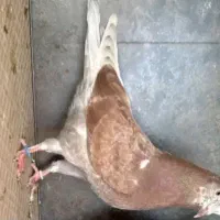 سلام دوستان این چهارتاحیون باخت رفتن 24آذرماه