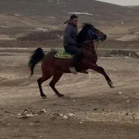 مادیان کرد شناسنامه دار نوه سهراب کرمانشاه