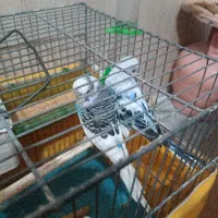 مرغ عشق انگلیسی جفت