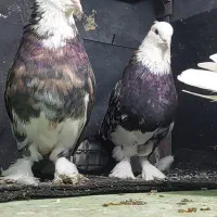 کفتر هما شازده سرور|پرنده|ری, عباس‌آباد|دیوار