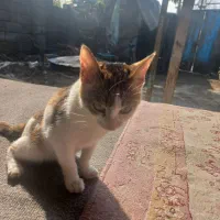 واگذاری کاملا رایگان گربه