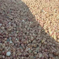 فروش پیاز اورگانیک به صورت عمده و خرده|خوردنی و آشامیدنی|سجاس رود, |دیوار