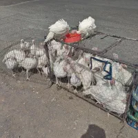 جوجه بوقلمون بیوتی 6