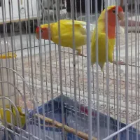 یک جفت طوطی برزیلی سالم سرحال به فروش میرسد