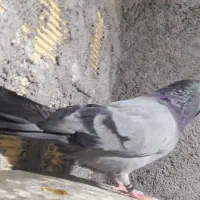 نر سبز ماده سوسنی