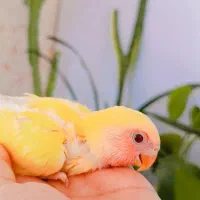 طوطی کتوله|پرنده|سیرجان, |دیوار