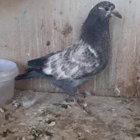 باسلام دوتا جوجه کبوتر