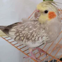 عروس هلندی گلباقالی نر دستی