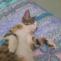 واگذاری رایگان گربه