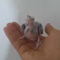 جوجه عروس هلندی سرلاکی