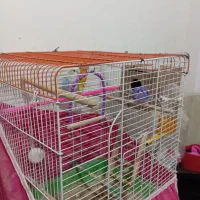 کوتوله برزیلی|پرنده|فولادشهر, زاینده رود|دیوار