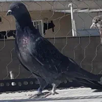 3طوق کبوتر پرشی ماده|پرنده|تهران, استقلال|دیوار