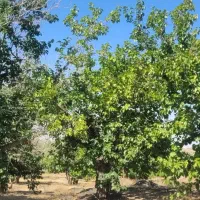 باغ کهنسال در چالیدره عنبران ییلاق طرقبه مشهد|فروش زمین و ملک کلنگی|طرقبه, |دیوار