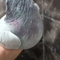 کفتر سبز کاکلی|پرنده|قم, آزادگان|دیوار