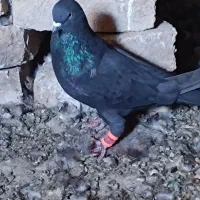 سبز نردم سفید اصفهانی|پرنده|نجفآباد, کشاورز|دیوار