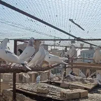 کفتر تهرانی پرشی  (فروش پنجاه عدد یکجا)|پرنده|قرچک, مهدیه|دیوار