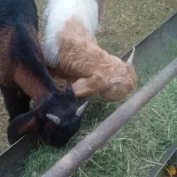 فروش دوراس کهره نر|حیوانات مزرعه|فسارود, |دیوار