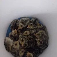 جوجه بوقلمون محلی کرچ شو سالم وسرحال