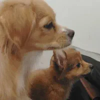 واگذار رایگان مادر وتوله