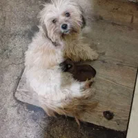 فروش سگ شیتزو