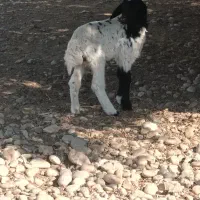 بره ماده بفروش میرسد
