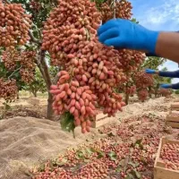 برداشت پسته بیش از ۳۰ کیلو از هردرخت