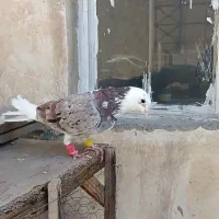 تعداد 11 تا کفتر سالم ساده شازده بزک صید کفتر بوم|پرنده|مشهد, حجاب (شهرک غرب)|دیوار