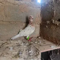 کبوتر سار نر وساده زرد