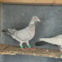 تعدادی کبوتر غریب|پرنده|مشهد, امیرآباد|دیوار