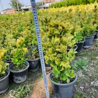 شمشاد طلایی سطل ۳ونایلکسی|گل و گیاه طبیعی|قائم‌شهر, |دیوار