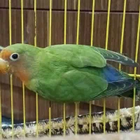طوطی برزیلی|پرنده|خرمشهر, |دیوار