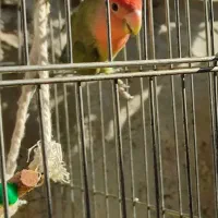 طوطی برزیلی