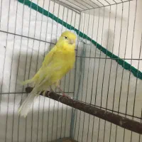 قناری ماده سوپری|پرنده|تهران, جوادیه تهرانپارس|دیوار