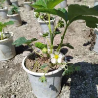 توت فرنگی پرمحصول