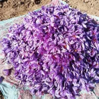 گل زعفران کیفیت عالی قیمت مناسب