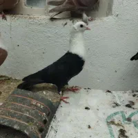 تعداد ده عدد کبوتر کربلایی.کاکلی همه رنگ