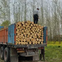 خریدار چوب درخت صنوبر|خدمات باغبانی و درختکاری|صومعهسرا, |دیوار