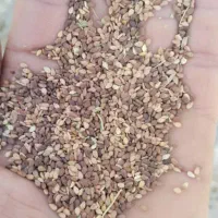 کنجد درجه یک