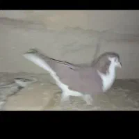 کفتر شیر سرخ ماده بی‌نظیر بدون پر غلط درجه 1