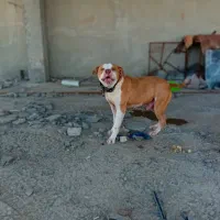 سگ پیت بول|سگ|برخوار, |دیوار