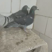 آلمانی|پرنده|تربت‌حیدریه, دیزقند|دیوار