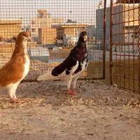 فروش کبوتر