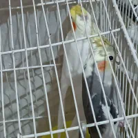 دوعدد جوجه عروس هلندی|پرنده|مشهد, نیروی هوایی|دیوار