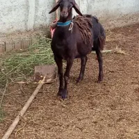 گوسفند بره نر قوچی مخصوص تخمی کاربلد درجه یک