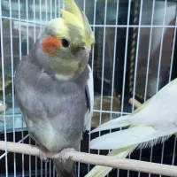 عروس هلندی نر و ماده سرحال کسی قلب داره ۲۵۰۰|پرنده|صومعهسرا, |دیوار